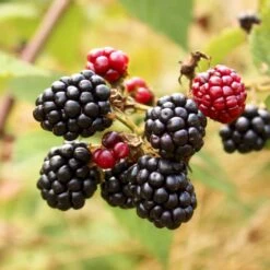 Brombær 'Asterina'® Rubus Fruticosus 'Asterina'® Potte 2,0 Liter,- Opbundet -Osmo Salgsbutik p37101 50645 rubus fruticosus asterina c15c