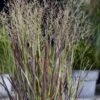 Staudehirse 'Cheyenne Sky' Panicum Virgatum 'Cheyenne Sky' 1 Liter Potte -Osmo Salgsbutik p37210 51186 panicum virgatum cheyenne sky 563c