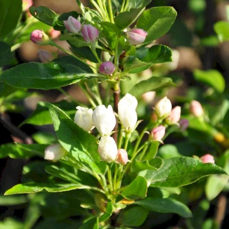 Sargentsæble 'Norðîc® First Choiz®' Malus Sargentii 'Norðîc® First Choiz®' 5 Liter Potte 3 Sargentsæble 'Norðîc® First Choiz®' Malus Sargentii 'Norðîc® First Choiz®' 5 Liter Potte