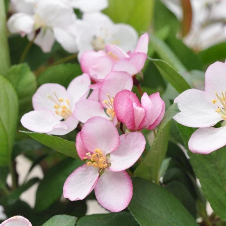 Sargentsæble 'Norðîc® Spellbound' Malus Sargentii 'Norðîc® Spellbound' 5 Liter Potte 3 Sargentsæble 'Norðîc® Spellbound' Malus Sargentii 'Norðîc® Spellbound' 5 Liter Potte