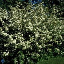 Sargentsæble 'Norðîc® Spellbound' Malus Sargentii 'Norðîc® Spellbound' 5 Liter Potte 7 Sargentsæble 'Norðîc® Spellbound' Malus Sargentii 'Norðîc® Spellbound' 5 Liter Potte -Osmo Salgsbutik p37363 47377 malus sargentii nordjic spellbound 70c2