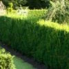 Almindelig Taks 'Brande Select' Taxus Baccata 'Brande Select' Potte 0,5 Liter, 20-25 Cm.