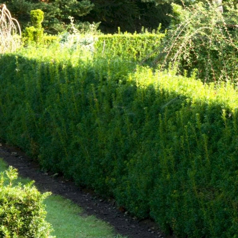 Almindelig Taks 'Brande Select' Taxus Baccata 'Brande Select' Potte 0,5 Liter, 20-25 Cm. 3 Almindelig Taks 'Brande Select' Taxus Baccata 'Brande Select' Potte 0,5 Liter, 20-25 Cm.