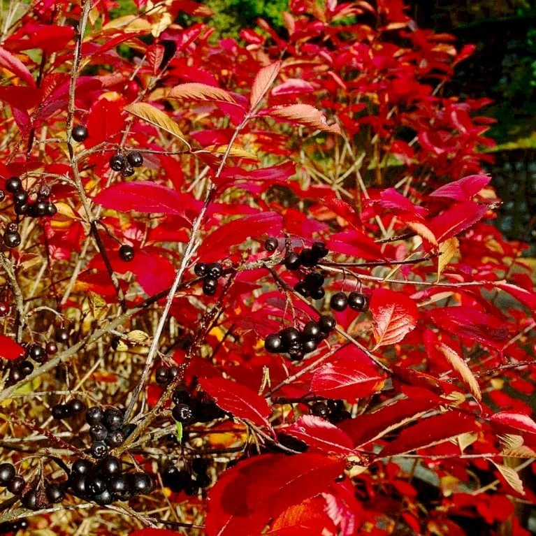 Storfrugtet Surbær 'Nero' Aronia Melanocarpa 'Nero' Potte 2,0 Liter,- Opbundet 3 Storfrugtet Surbær 'Nero' Aronia Melanocarpa 'Nero' Potte 2,0 Liter,- Opbundet