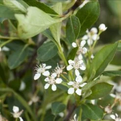 Storfrugtet Surbær 'Nero' Aronia Melanocarpa 'Nero' Potte 2,0 Liter,- Opbundet 7 Storfrugtet Surbær 'Nero' Aronia Melanocarpa 'Nero' Potte 2,0 Liter,- Opbundet -Osmo Salgsbutik p37439 48514 aronia melanocarpa nero ecc1