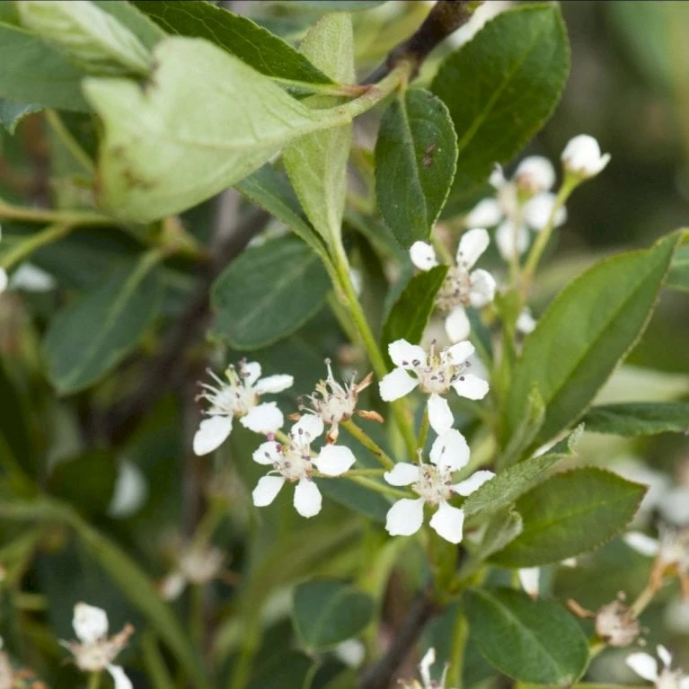 Storfrugtet Surbær 'Nero' Aronia Melanocarpa 'Nero' Potte 2,0 Liter,- Opbundet 4 Storfrugtet Surbær 'Nero' Aronia Melanocarpa 'Nero' Potte 2,0 Liter,- Opbundet - Billede 2