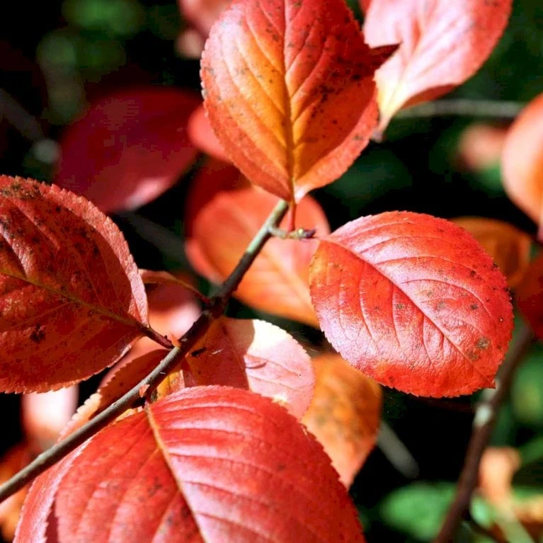 Storfrugtet Surbær 'Nero' Aronia Melanocarpa 'Nero' Potte 2,0 Liter,- Opbundet 5 Storfrugtet Surbær 'Nero' Aronia Melanocarpa 'Nero' Potte 2,0 Liter,- Opbundet - Billede 3