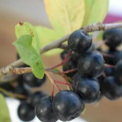 Storfrugtet Surbær 'Nero' Aronia Melanocarpa 'Nero' Potte 2,0 Liter,- Opbundet 9 Storfrugtet Surbær 'Nero' Aronia Melanocarpa 'Nero' Potte 2,0 Liter,- Opbundet -Osmo Salgsbutik p37439 50534 aronia melanocarpa nero 8385