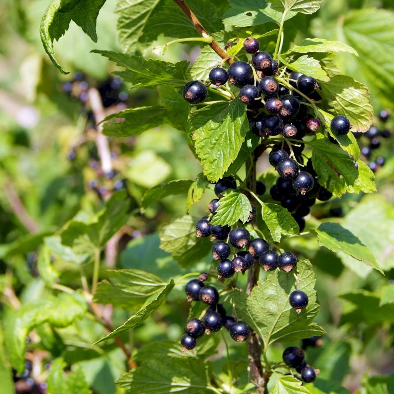 Solbær 'Tesma' Ribes Nigrum 'Tesma' Potte 2,0 Liter,- Opbundet 4 Solbær 'Tesma' Ribes Nigrum 'Tesma' Potte 2,0 Liter,- Opbundet - Billede 2