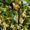 Ribs 'Weisse Versailler' Ribes Sativa 'Weisse Versailler' Potte 3,0 Liter,- Opbundet
