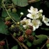 Brombær 'Black Cascade'® Rubus Fruticosus 'Black Cascade'® Potte 2,0 Liter,- Opbundet -Osmo Salgsbutik p37466 48811 rubus fruticosus black cascade e8bd