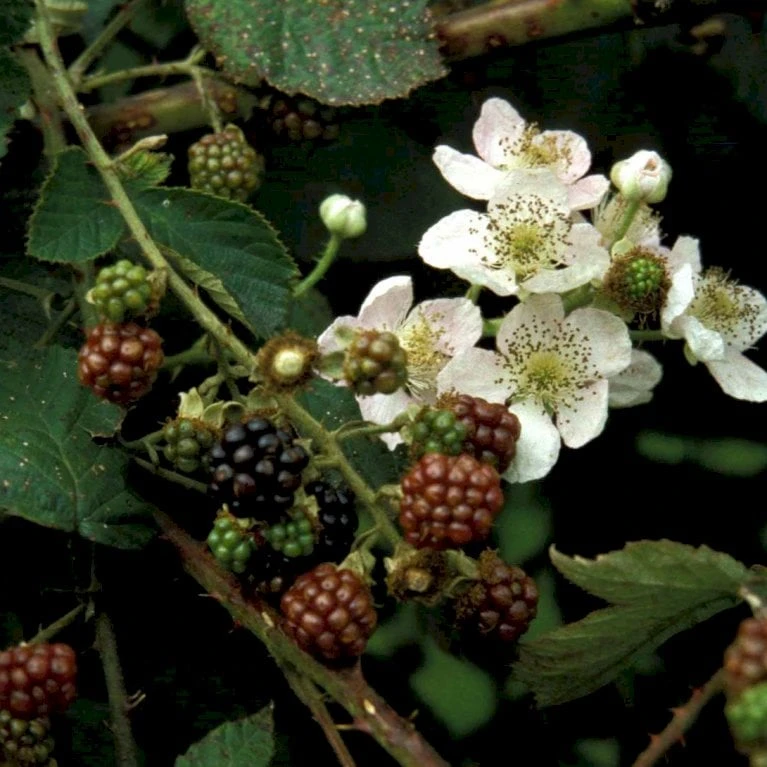 Brombær 'Black Cascade'® Rubus Fruticosus 'Black Cascade'® Potte 2,0 Liter,- Opbundet 3 Brombær 'Black Cascade'® Rubus Fruticosus 'Black Cascade'® Potte 2,0 Liter,- Opbundet