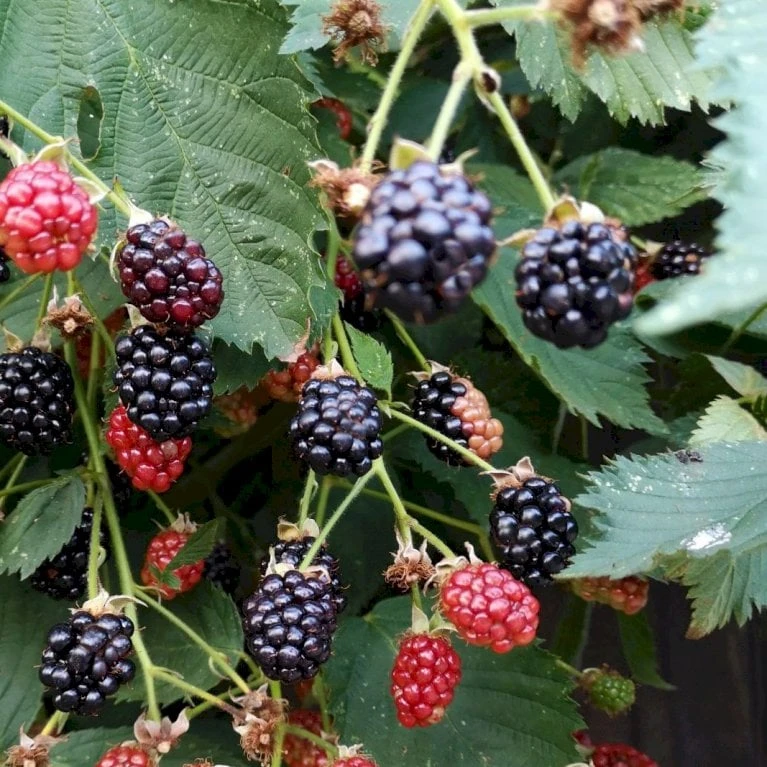 Brombær 'Black Cascade'® Rubus Fruticosus 'Black Cascade'® Potte 2,0 Liter,- Opbundet 4 Brombær 'Black Cascade'® Rubus Fruticosus 'Black Cascade'® Potte 2,0 Liter,- Opbundet - Billede 2