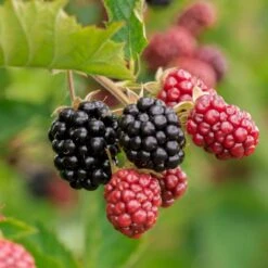 Brombær 'Chester Thornless' Rubus Fruticosus 'Chester Thornless' Potte 2,0 Liter,- Opbundet 7 Brombær 'Chester Thornless' Rubus Fruticosus 'Chester Thornless' Potte 2,0 Liter,- Opbundet -Osmo Salgsbutik p37467 50648 rubus fruticosus chester thornless eb08