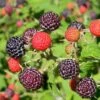 Sommer Hindbær 'Glen Coe'® Rubus Idaeus 'Glen Coe'® Potte 2,0 Liter,- Opbundet