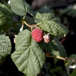 Osmo Salgsbutik -Osmo Salgsbutik p37473 48855 rubus idaeus heritage 6f4b