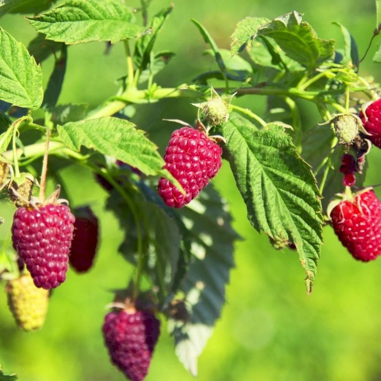 Sommer Hindbær 'Tulameen' Rubus Idaeus 'Tulameen' Potte 2,0 Liter,- Opbundet 3 Sommer Hindbær 'Tulameen' Rubus Idaeus 'Tulameen' Potte 2,0 Liter,- Opbundet