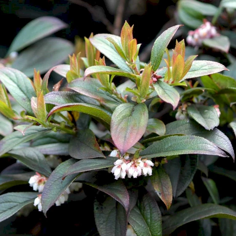 Storfrugtet Tranebær 'Cranberry' Vaccinium Macrocarpon 'Cranberry' Potte 2,0 Liter,- Opbundet 4 Storfrugtet Tranebær 'Cranberry' Vaccinium Macrocarpon 'Cranberry' Potte 2,0 Liter,- Opbundet - Billede 2
