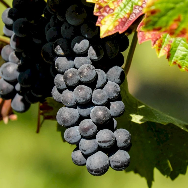 Vin 'Centuri' Vitis Vinifera 'Centuri' Potte 3,0 Liter,- Opbundet 80-100 Cm. 3 Vin 'Centuri' Vitis Vinifera 'Centuri' Potte 3,0 Liter,- Opbundet 80-100 Cm.