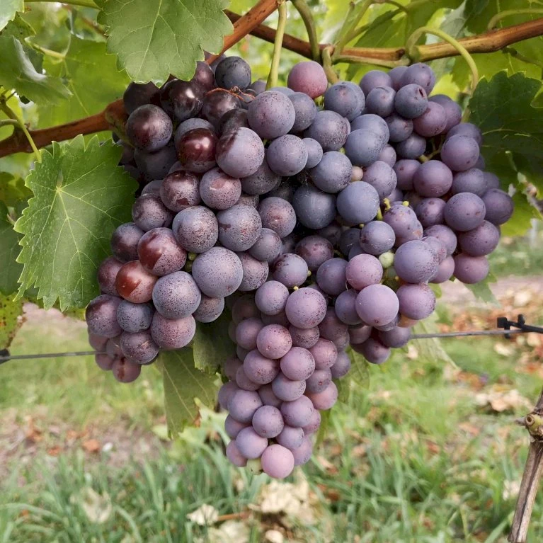 Vin 'Erdbeertraube' Vitis Vinifera 'Erdbeertraube' Potte 3,0 Liter,- Opbundet 80-100 Cm. 3 Vin 'Erdbeertraube' Vitis Vinifera 'Erdbeertraube' Potte 3,0 Liter,- Opbundet 80-100 Cm.