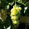 Vin 'Millenium' Vitis Vinifera 'Millenium' Potte 3,0 Liter,- Opbundet 80-100 Cm. -Osmo Salgsbutik p37483 48940 vitis vinifera millenium 0b9c