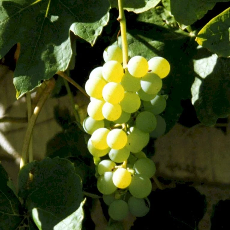 Vin 'Millenium' Vitis Vinifera 'Millenium' Potte 3,0 Liter,- Opbundet 80-100 Cm. 3 Vin 'Millenium' Vitis Vinifera 'Millenium' Potte 3,0 Liter,- Opbundet 80-100 Cm.