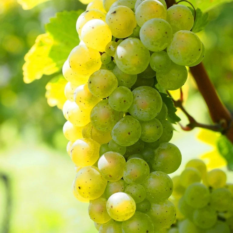 Vin 'Millenium' Vitis Vinifera 'Millenium' Potte 3,0 Liter,- Opbundet 80-100 Cm. 4 Vin 'Millenium' Vitis Vinifera 'Millenium' Potte 3,0 Liter,- Opbundet 80-100 Cm. - Billede 2