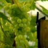 Vin 'Muskateller' Vitis Vinifera 'Muskateller' Potte 3,0 Liter,- Opbundet 80-100 Cm. 2 Vin 'Muskateller' Vitis Vinifera 'Muskateller' Potte 3,0 Liter,- Opbundet 80-100 Cm. -Osmo Salgsbutik p37484 48942 vitis vinifera muskateller 214f