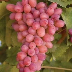 Vin 'Piroschka'® Vitis Vinifera 'Piroschka'® Potte 3,0 Liter,- Opbundet 80-100 Cm.