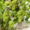 Vin 'Romulus' Vitis Vinifera 'Romulus' Potte 3,0 Liter,- Opbundet 80-100 Cm. -Osmo Salgsbutik p37488 50700 vitis vinifera romulus 9c07
