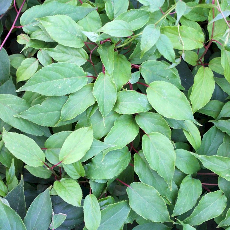 Stikkelsbærkiwi 'Ken's Red' Actinidia Arguta 'Ken's Red' (Hanplante) Potte 2,0 Liter,- Opbundet 60-100 Cm 3 Stikkelsbærkiwi 'Ken's Red' Actinidia Arguta 'Ken's Red' (Hanplante) Potte 2,0 Liter,- Opbundet 60-100 Cm