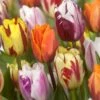 Tulipan 'Flaming Beauty' Mix Tulips 'Flaming Beauty' Mix Blomsterløg, Antal Pr. Pakke, Ca. 10 Stk. 2 Tulipan 'Flaming Beauty' Mix Tulips 'Flaming Beauty' Mix Blomsterløg, Antal Pr. Pakke, Ca. 10 Stk. -Osmo Salgsbutik p37533 50149 tulips flaming beauty mix 53b7