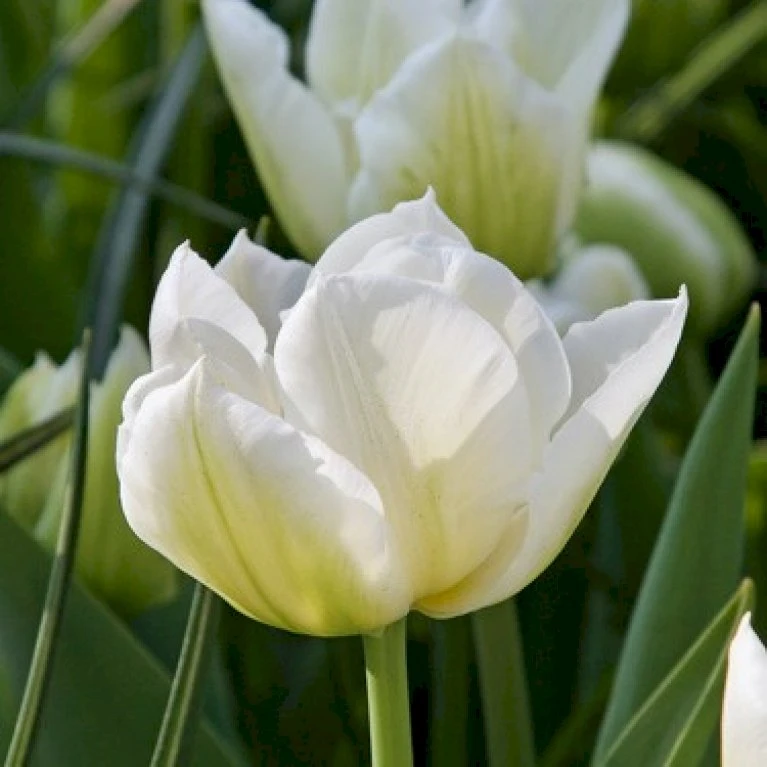 Tulipan 'Northcap' Tulips 'Northcap' Blomsterløg, Antal Pr. Pakke, Ca. 7 Stk. 3 Tulipan 'Northcap' Tulips 'Northcap' Blomsterløg, Antal Pr. Pakke, Ca. 7 Stk.