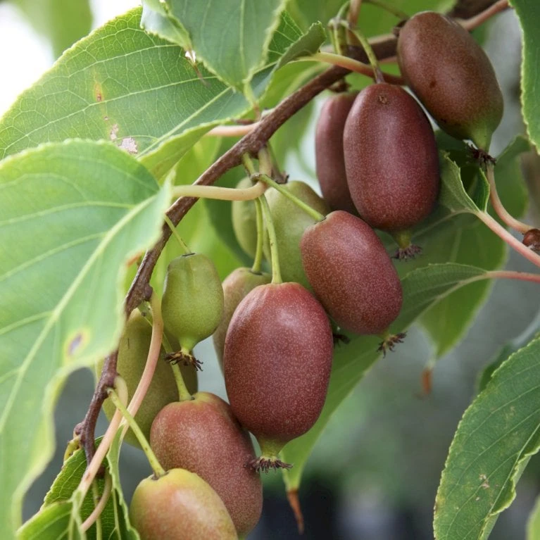 Stikkelsbærkiwi 'Red Jumbo' Actinidia Arguta 'Red Jumbo' (Hunplante) Potte 2,0 Liter,- Opbundet 3 Stikkelsbærkiwi 'Red Jumbo' Actinidia Arguta 'Red Jumbo' (Hunplante) Potte 2,0 Liter,- Opbundet
