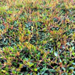 Vild Tranebær Vaccinium Oxycoccus 10 Cm. Potte -Osmo Salgsbutik p37595 51183 vaccinium oxycoccus 5151