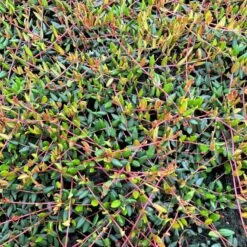 Vild Tranebær Vaccinium Oxycoccus 10 Cm. Potte -Osmo Salgsbutik p37595 51184 vaccinium oxycoccus 4eb3