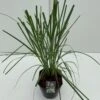 Pampasgræs Cortaderia Selloana 5 Liter Potte -Osmo Salgsbutik p3767 42622 cortaderia selloana ed18