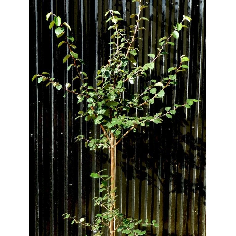 Æblekvæde 'Konstantinopel' Cydonia Oblonga 'Konstantinopel' Potte 7,5 Liter 125-150 Cm. 3 Æblekvæde 'Konstantinopel' Cydonia Oblonga 'Konstantinopel' Potte 7,5 Liter 125-150 Cm.