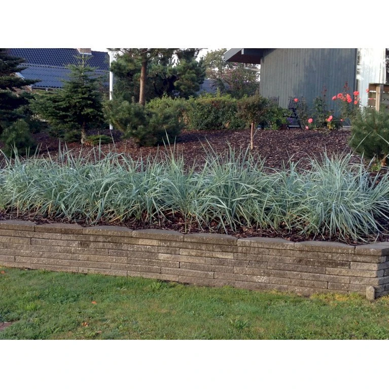 Marehalm Leymus Arenarius 10 Cm. Potte 3 Marehalm Leymus Arenarius 10 Cm. Potte