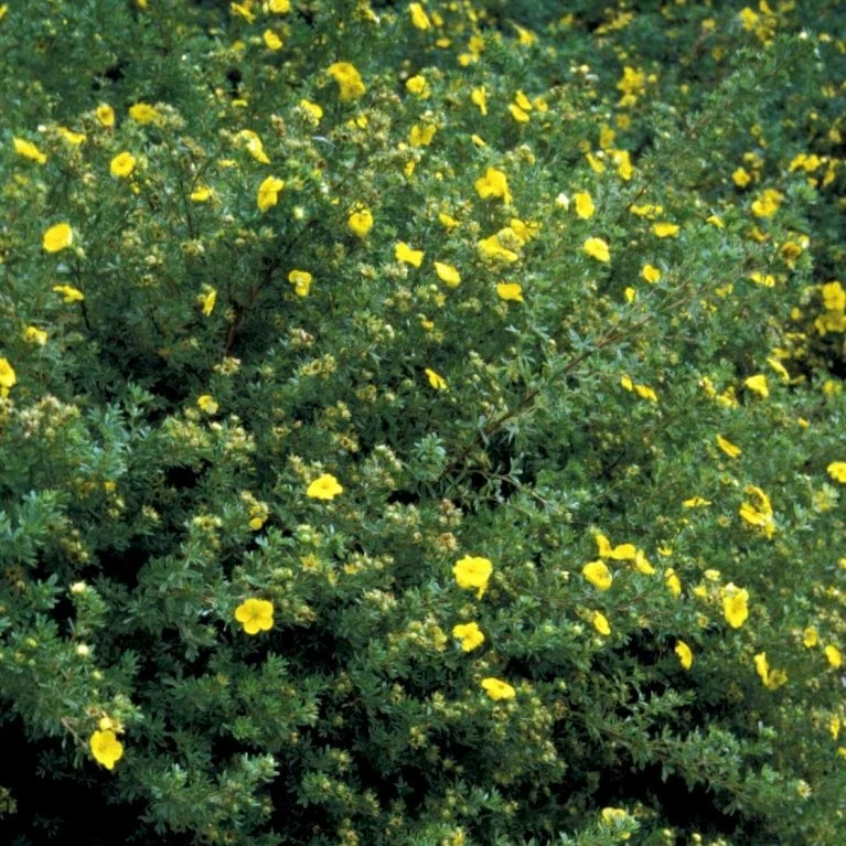 Gul Lav Buskpotentil 'Kobold' Potentilla Fruticosa 'Kobold' Plug + 2 år, 15-30 Cm. 3 Gul Lav Buskpotentil 'Kobold' Potentilla Fruticosa 'Kobold' Plug + 2 år, 15-30 Cm.