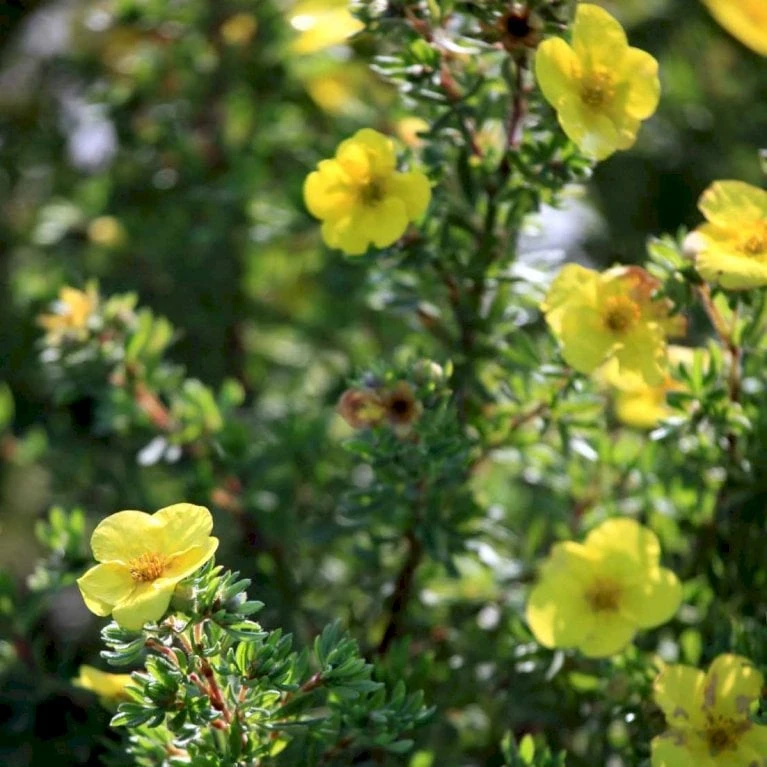 Gul Lav Buskpotentil 'Kobold' Potentilla Fruticosa 'Kobold' Plug + 2 år, 15-30 Cm. 4 Gul Lav Buskpotentil 'Kobold' Potentilla Fruticosa 'Kobold' Plug + 2 år, 15-30 Cm. - Billede 2
