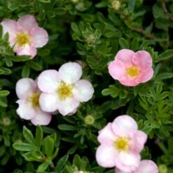 Pink Buskpotentil 'Lovely Pink' Potentilla Fruticosa 'Lovely Pink' Plug + 2 års, 20-40 Cm. -Osmo Salgsbutik p3971 54094 potentilla fruticosa lovely pink 9c3c