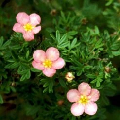 Pink Buskpotentil 'Lovely Pink' Potentilla Fruticosa 'Lovely Pink' Plug + 2 års, 20-40 Cm. -Osmo Salgsbutik p3971 54095 potentilla fruticosa lovely pink 7321