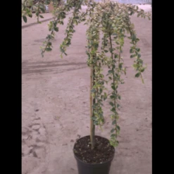 Dværgmispel 'Juliette' Cotoneaster Suecicus 'Juliette' Opstammet 40 Cm. Med Potte 9 Dværgmispel 'Juliette' Cotoneaster Suecicus 'Juliette' Opstammet 40 Cm. Med Potte -Osmo Salgsbutik p3991 2959 cotoneaster suecicus juliette 7cc4