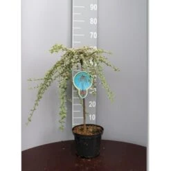 Dværgmispel 'Juliette' Cotoneaster Suecicus 'Juliette' Opstammet 40 Cm. Med Potte