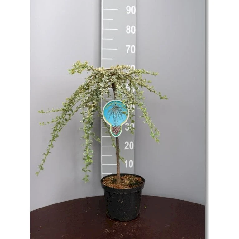 Dværgmispel 'Juliette' Cotoneaster Suecicus 'Juliette' Opstammet 40 Cm. Med Potte 3 Dværgmispel 'Juliette' Cotoneaster Suecicus 'Juliette' Opstammet 40 Cm. Med Potte