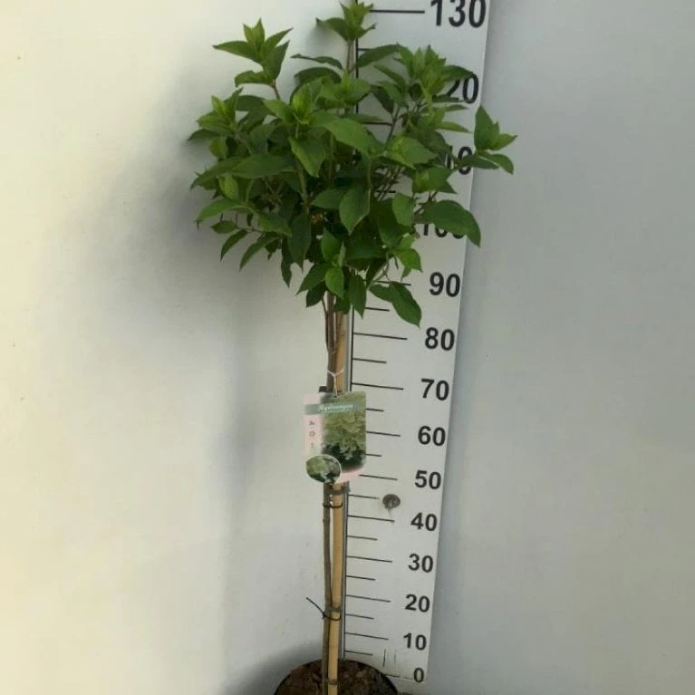 Syrén-Hortensia 'Limelight' Hydrangea Paniculata 'Limelight' Opstammet 90 Cm. 7,5 Liter Potte 3 Syrén-Hortensia 'Limelight' Hydrangea Paniculata 'Limelight' Opstammet 90 Cm. 7,5 Liter Potte