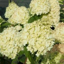 Syrén-Hortensia 'Limelight' Hydrangea Paniculata 'Limelight' Opstammet 90 Cm. 7,5 Liter Potte 11 Syrén-Hortensia 'Limelight' Hydrangea Paniculata 'Limelight' Opstammet 90 Cm. 7,5 Liter Potte -Osmo Salgsbutik p4001 47361 hydrangea paniculata limelight e371