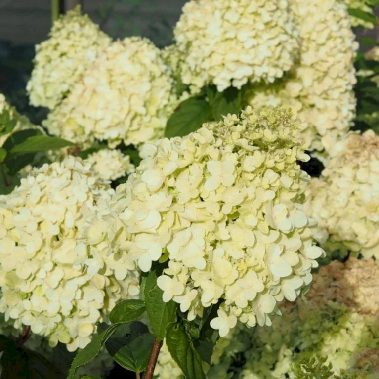 Syrén-Hortensia 'Limelight' Hydrangea Paniculata 'Limelight' Opstammet 90 Cm. 7,5 Liter Potte 5 Syrén-Hortensia 'Limelight' Hydrangea Paniculata 'Limelight' Opstammet 90 Cm. 7,5 Liter Potte - Billede 3