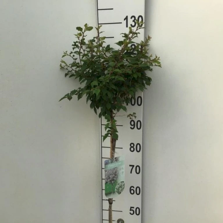 Fuji-kirsebær 'Kojou-no-mai' Prunus Incisa 'Kojou-no-mai' Opstammet 90 Cm. 7,5 Liter Potte 3 Fuji-kirsebær 'Kojou-no-mai' Prunus Incisa 'Kojou-no-mai' Opstammet 90 Cm. 7,5 Liter Potte